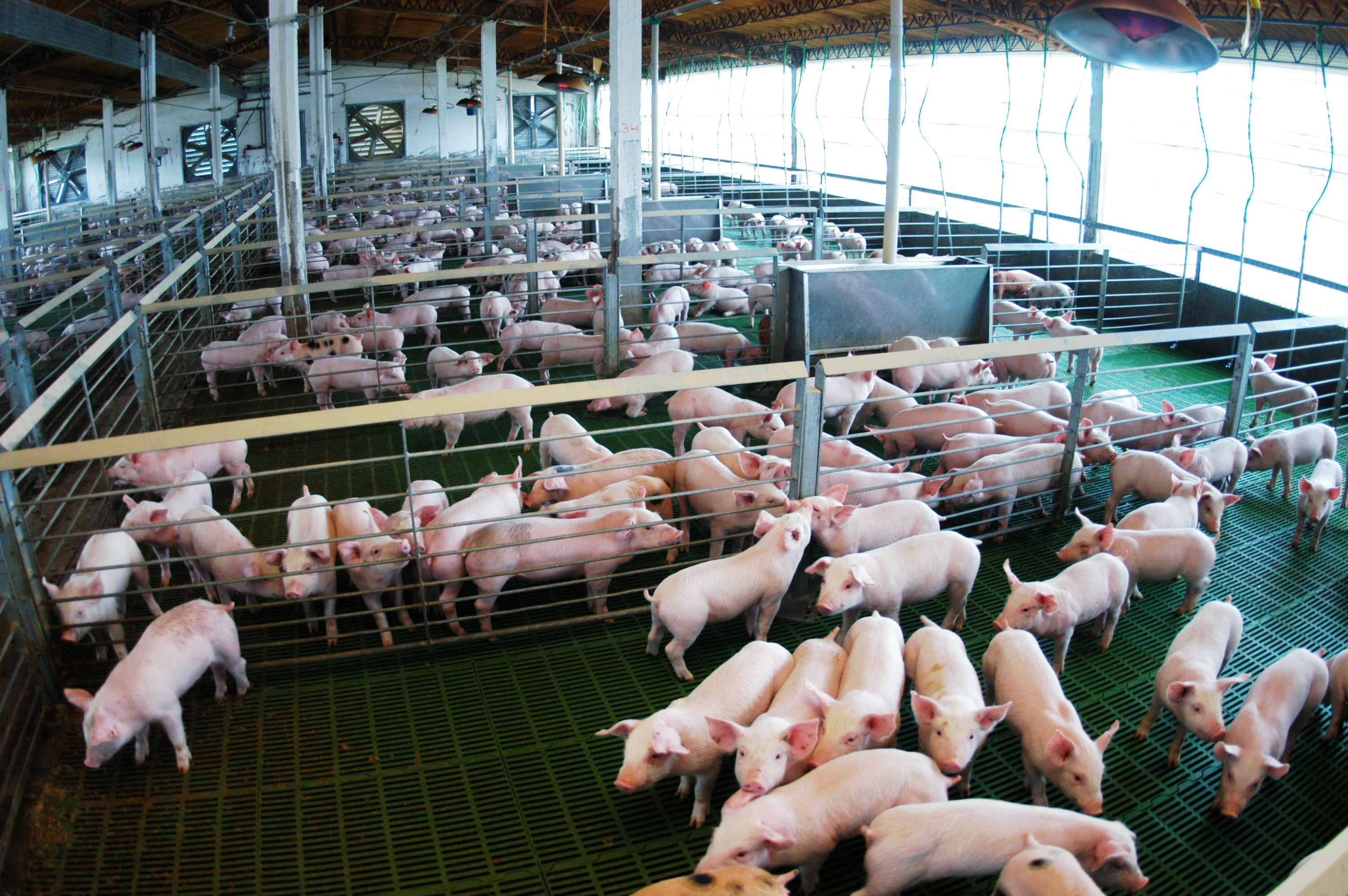 Un Nuevo Proyecto Para Aumentar La Producción Porcina Damva 23 6451
